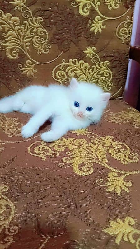 Persian male kitten 1