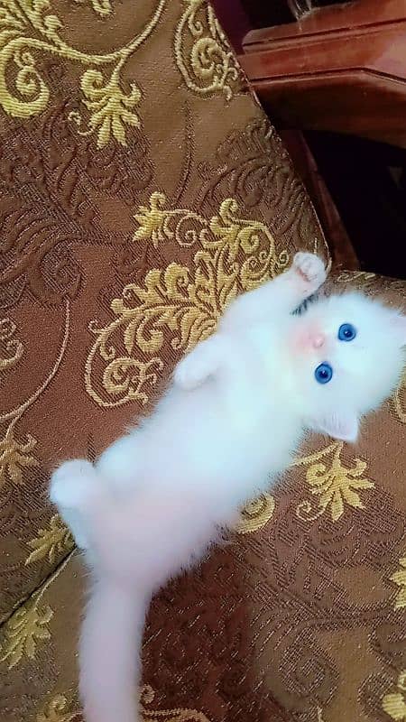 Persian male kitten 2