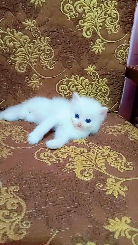 Persian male kitten 3