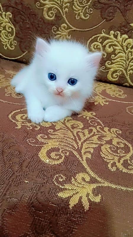 Persian male kitten 4