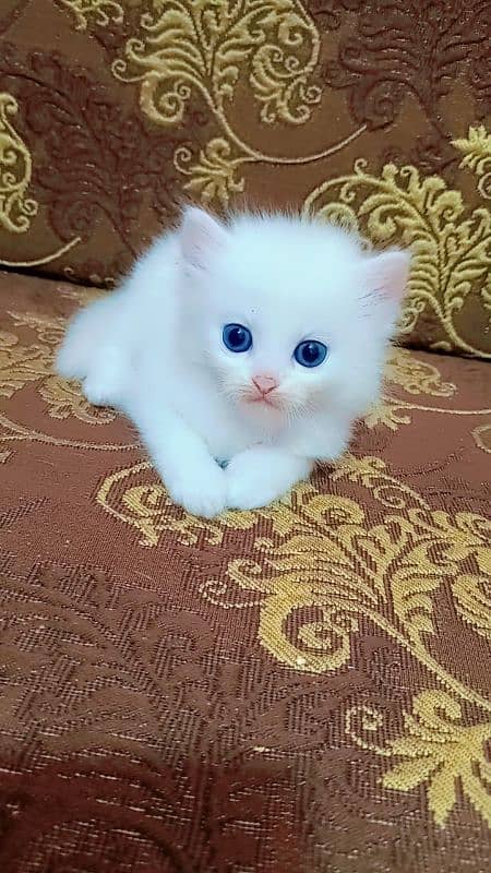 Persian male kitten 5