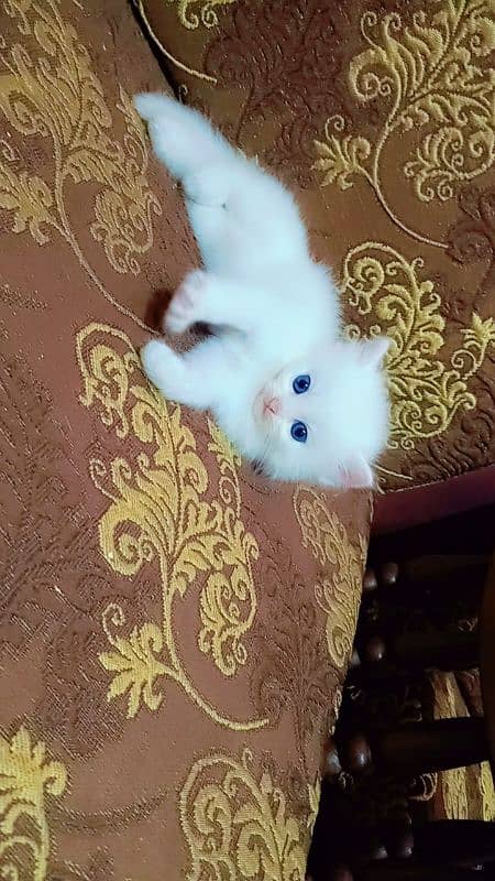 Persian male kitten 6