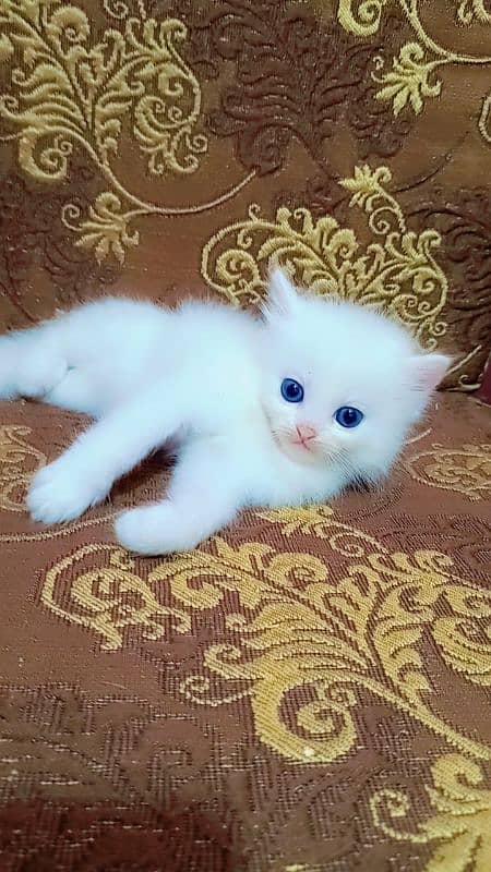 Persian male kitten 7