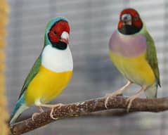 lady gouldian