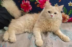 Persian cats looking for new home