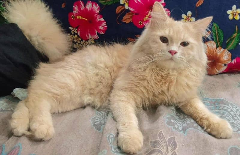 Persian cats looking for new home 0