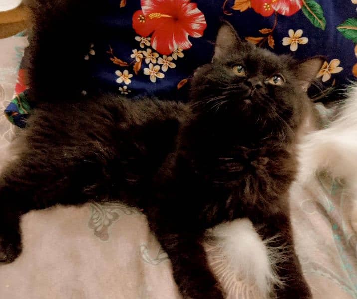 Persian cats looking for new home 1