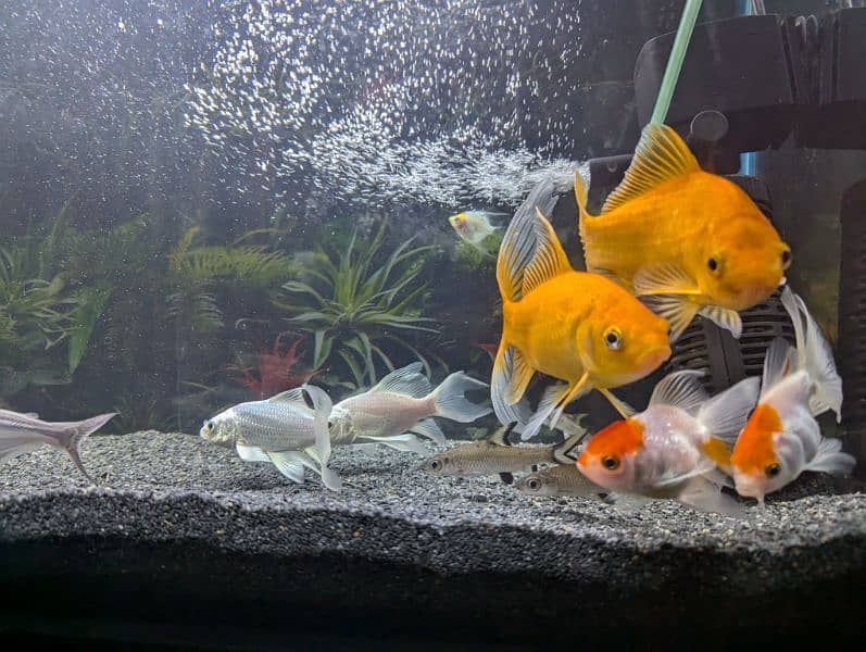 Parrot and Oscar and others fishes are available at reasonable price 2