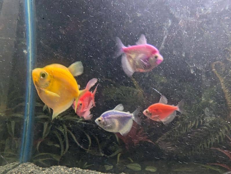 Parrot and Oscar and others fishes are available at reasonable price 5