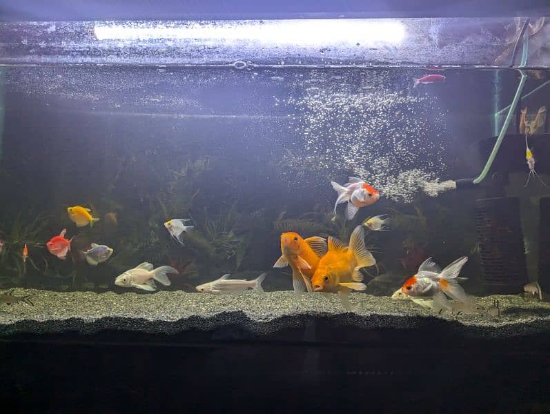 Parrot and Oscar and others fishes are available at reasonable price 6