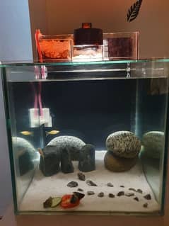 1 feet Fish tank with molly pair for sale(read full ad)