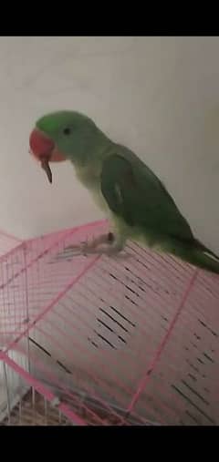 raw parrot for sale