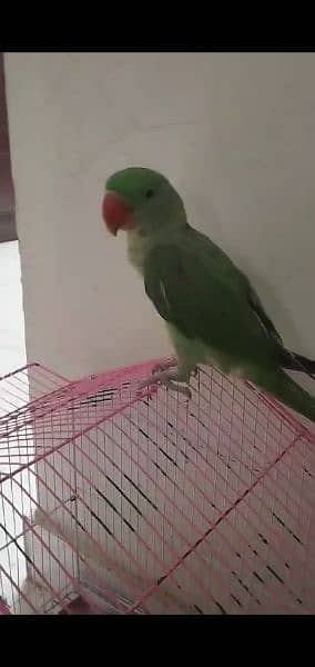 raw parrot for sale 5