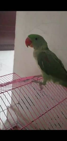 raw parrot for sale 4