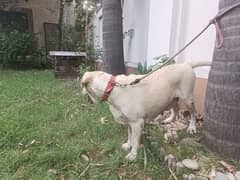 Labrador Breader female for sale