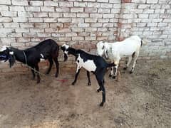 02 bakriyan or 01 Bakra available for urgent sale 0