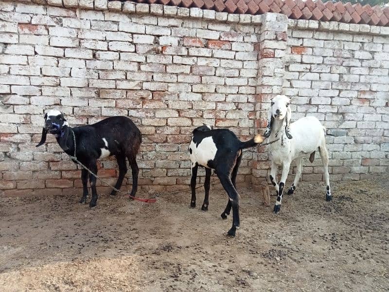 02 bakriyan or 01 Bakra available for urgent sale 1