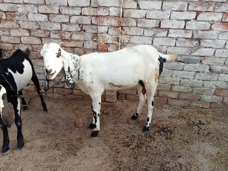 02 bakriyan or 01 Bakra available for urgent sale 2