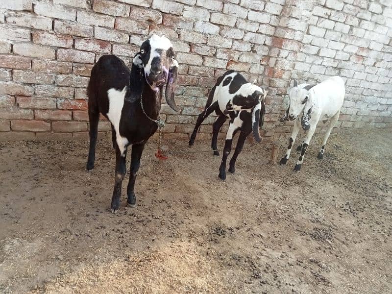 02 bakriyan or 01 Bakra available for urgent sale 3