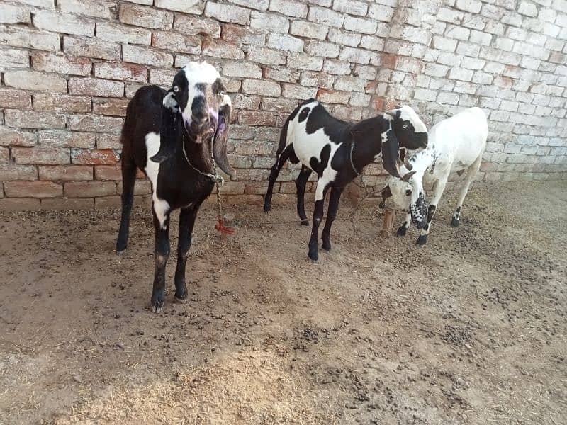 02 bakriyan or 01 Bakra available for urgent sale 4