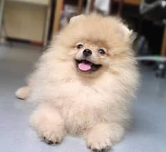 Pomeranian