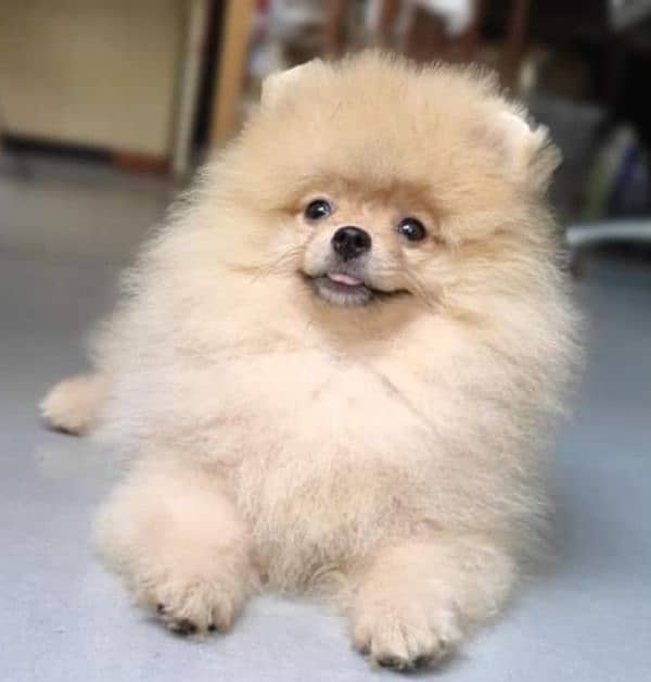 Pomeranian puppy 1