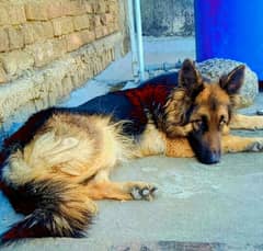 German Shepherd female available for sale