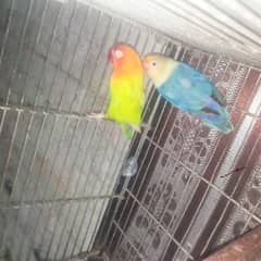 love bird