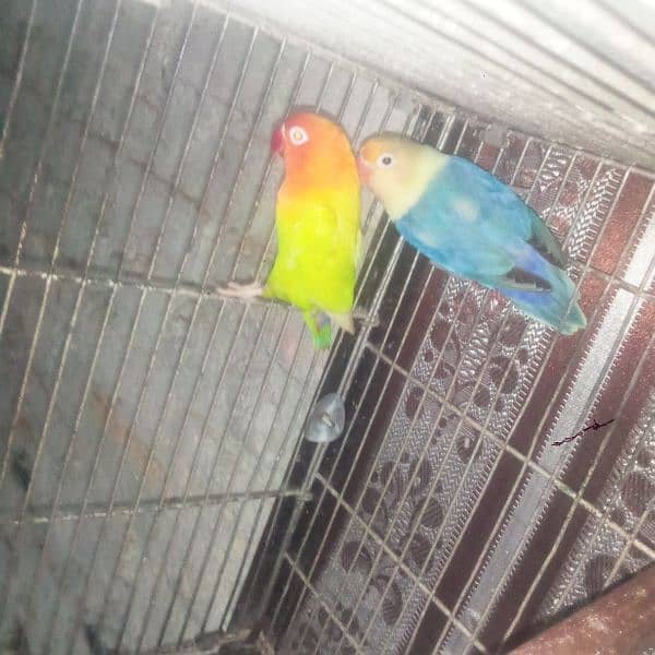 love bird 0