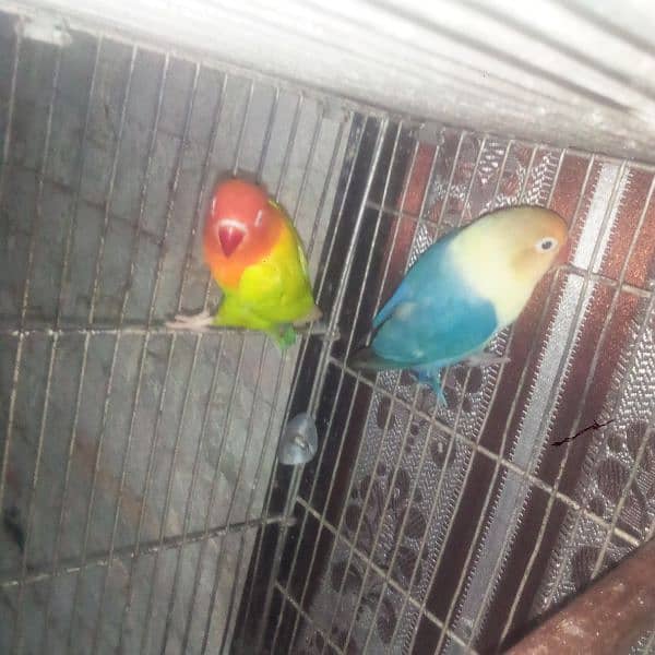 love bird 1