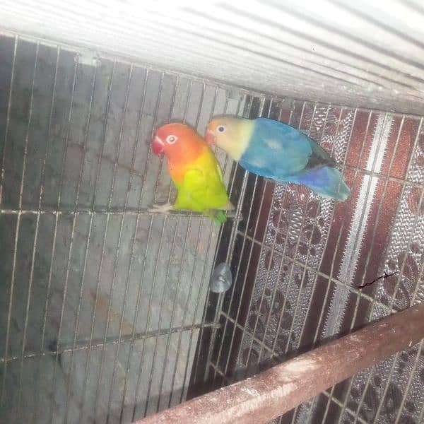 love bird 2