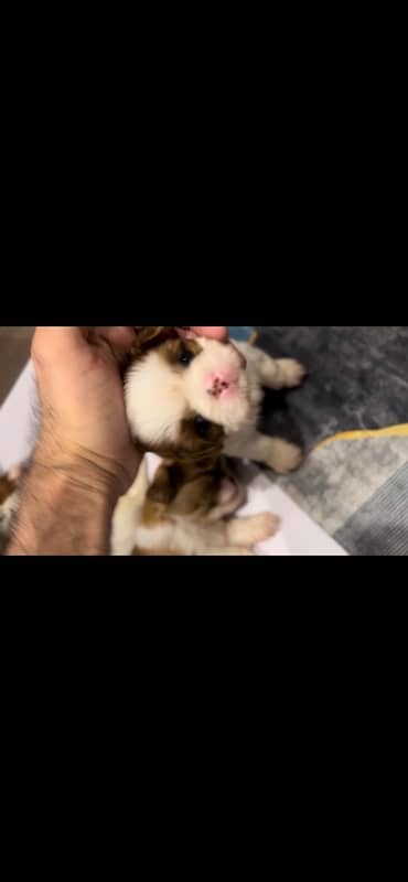 shihtzu puppies for sale 1