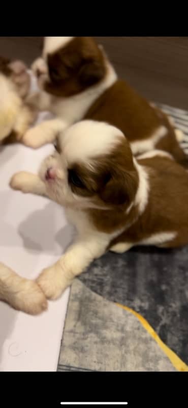 shihtzu puppies for sale 2