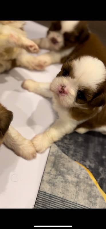 shihtzu puppies for sale 3