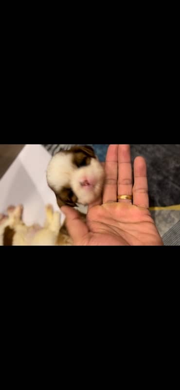 shihtzu puppies for sale 6