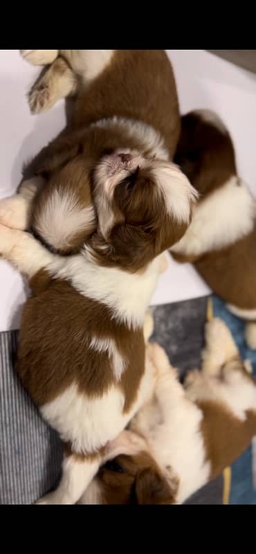 shihtzu puppies for sale 8