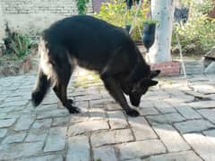 Black German Shepherd female dog 0