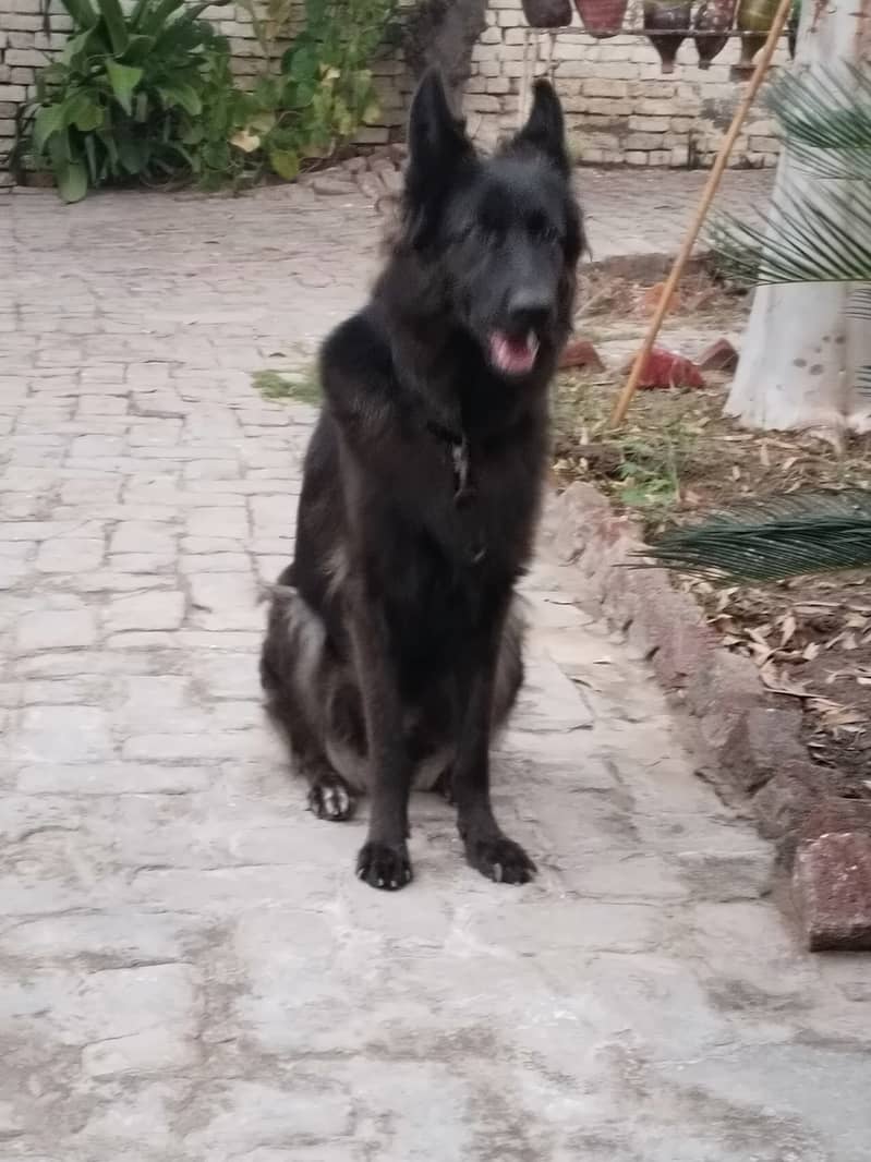 Black German Shepherd female dog 1