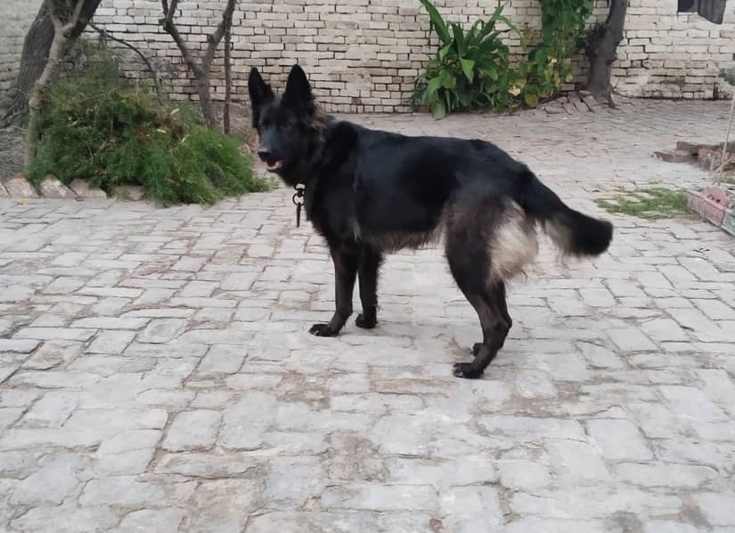 Black German Shepherd female dog 2