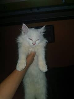 Persian Cat Baby 3.5 Months