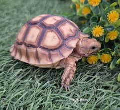 African sulcata Tortoise