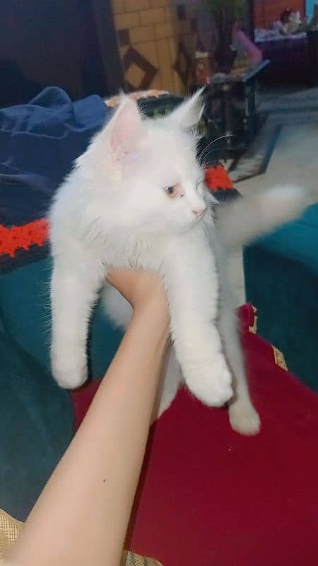 Persian Cat Baby 3.5 Months 4