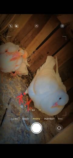 King Breader Pair with eggs pUre nasal king sizE