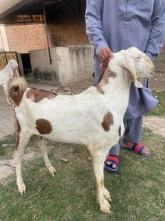 Ablak Bakra