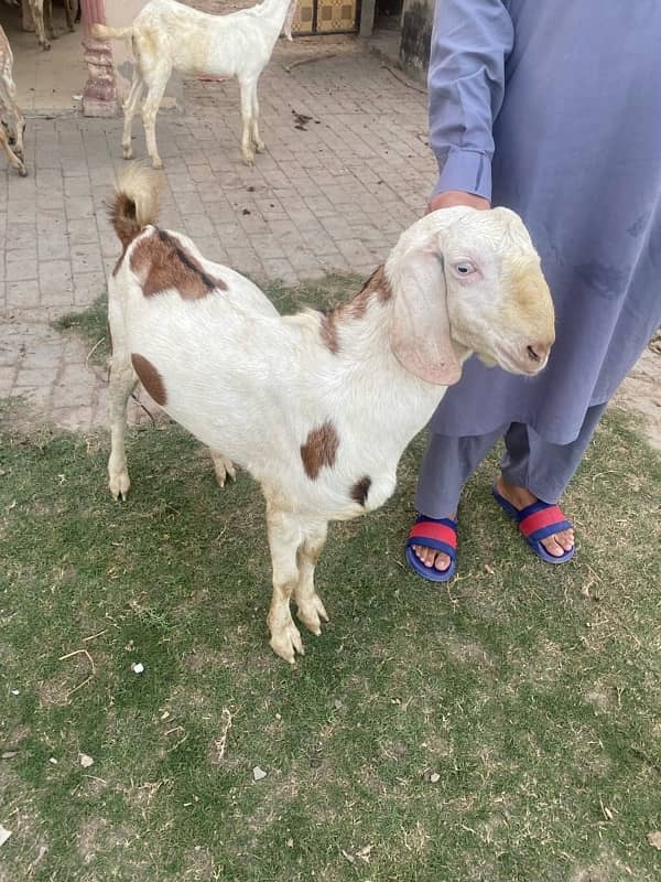 Ablak Bakra 2