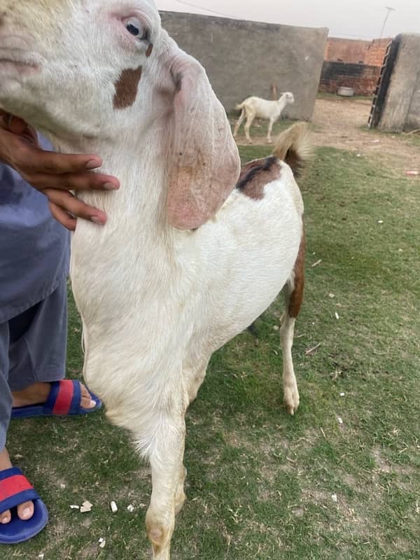 Ablak Bakra 3