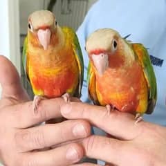 PINEAPPLE CONURE FOR SALE