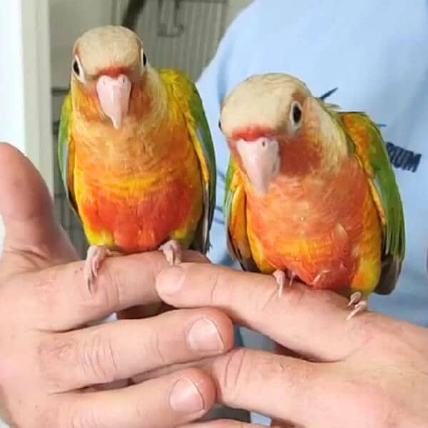 PINEAPPLE CONURE FOR SALE 0