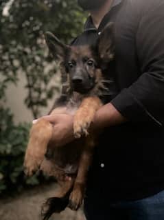 German Shepherd male puppy