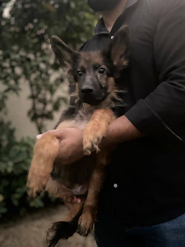 German Shepherd male puppy 0